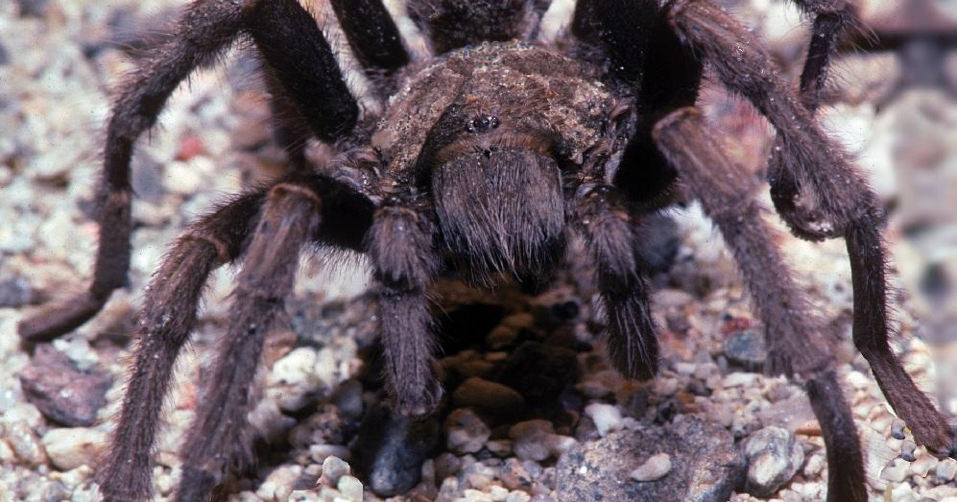 You Could Stumble Upon A Tarantula In The Valley