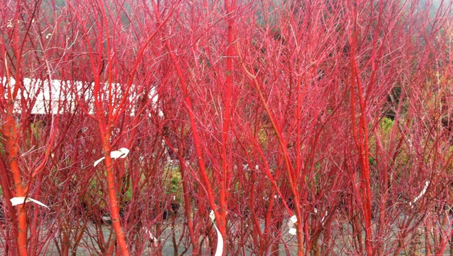 A Spark Of Bark Japanese Maples Can Shine In The Winter Landscape