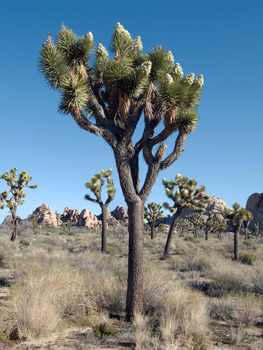 You don’t want to miss when Joshua trees bloom