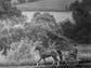 Jane Sadoff of Cazanovia, N.Y. guides her Arab mare