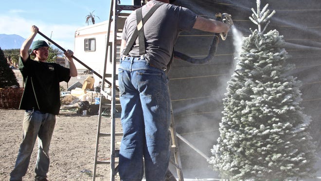 Joe Whitney (center) and his helper Nicholas Soto flock a tree at Whitney's Oregon Christmas trees in Indio on Wednesday, Dec. 2, 2015.