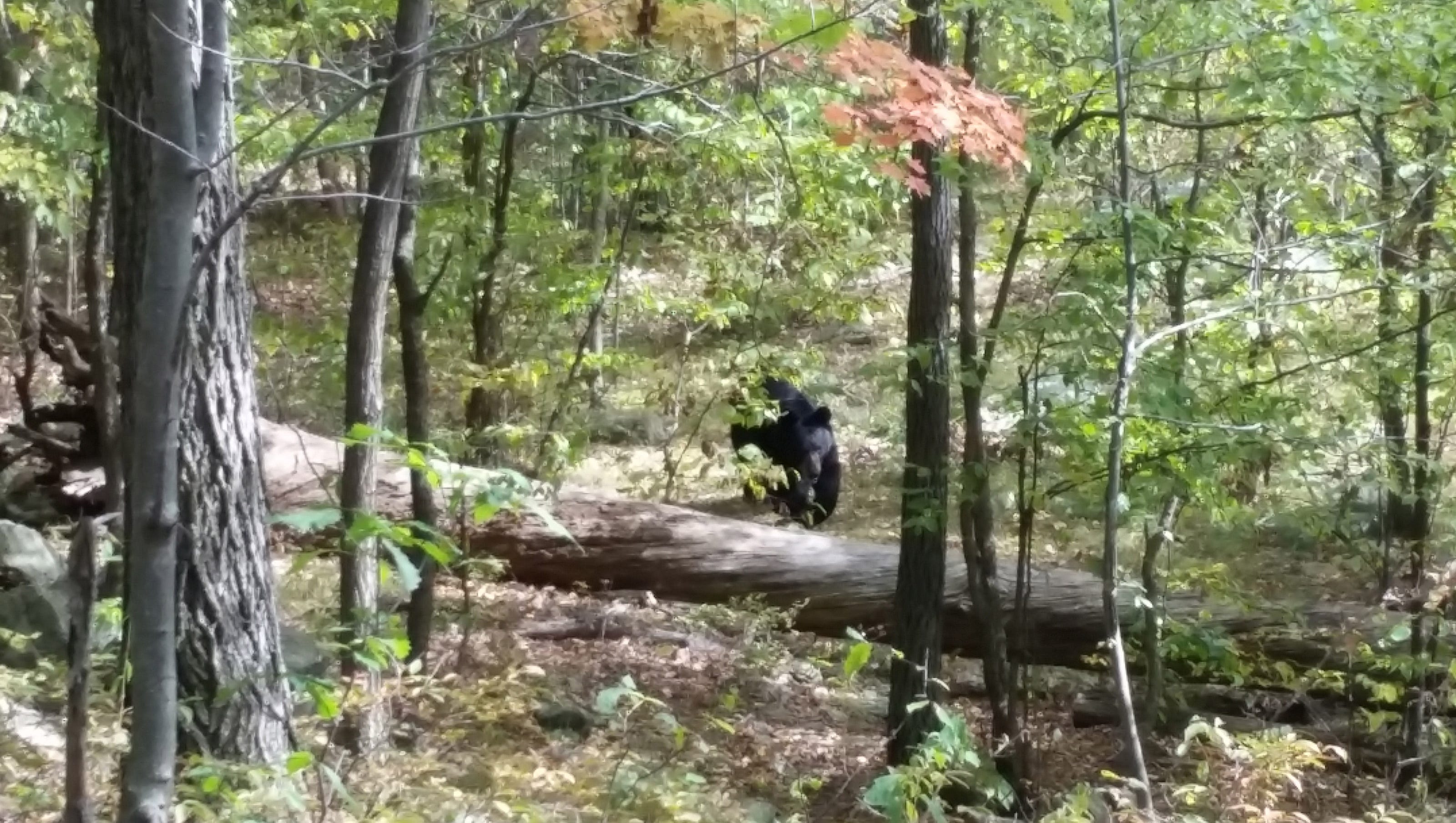 635526064616155438-AP-Bear-Attack-Hiker-Dead.jpg?width=3200&height=1808
