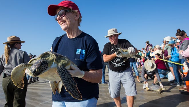 Volunteers carry a rehabilitated sea turtles for release in front of spectators at Padre Island National Seashore on Wednesday, Jan. 11, 2017. 