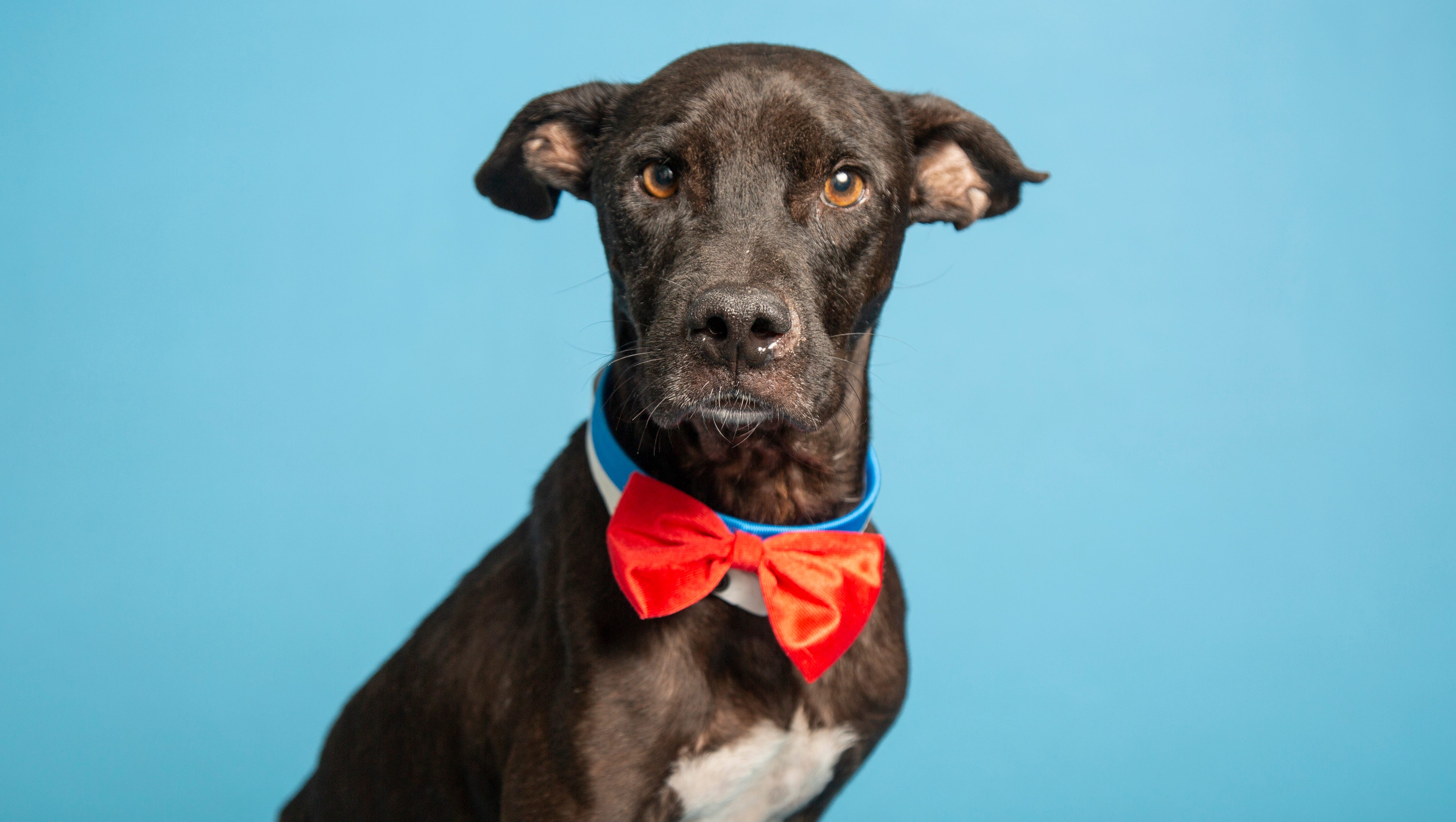 Adopt A Pet Inseparable Siblings And More In Phoenix Area Shelters