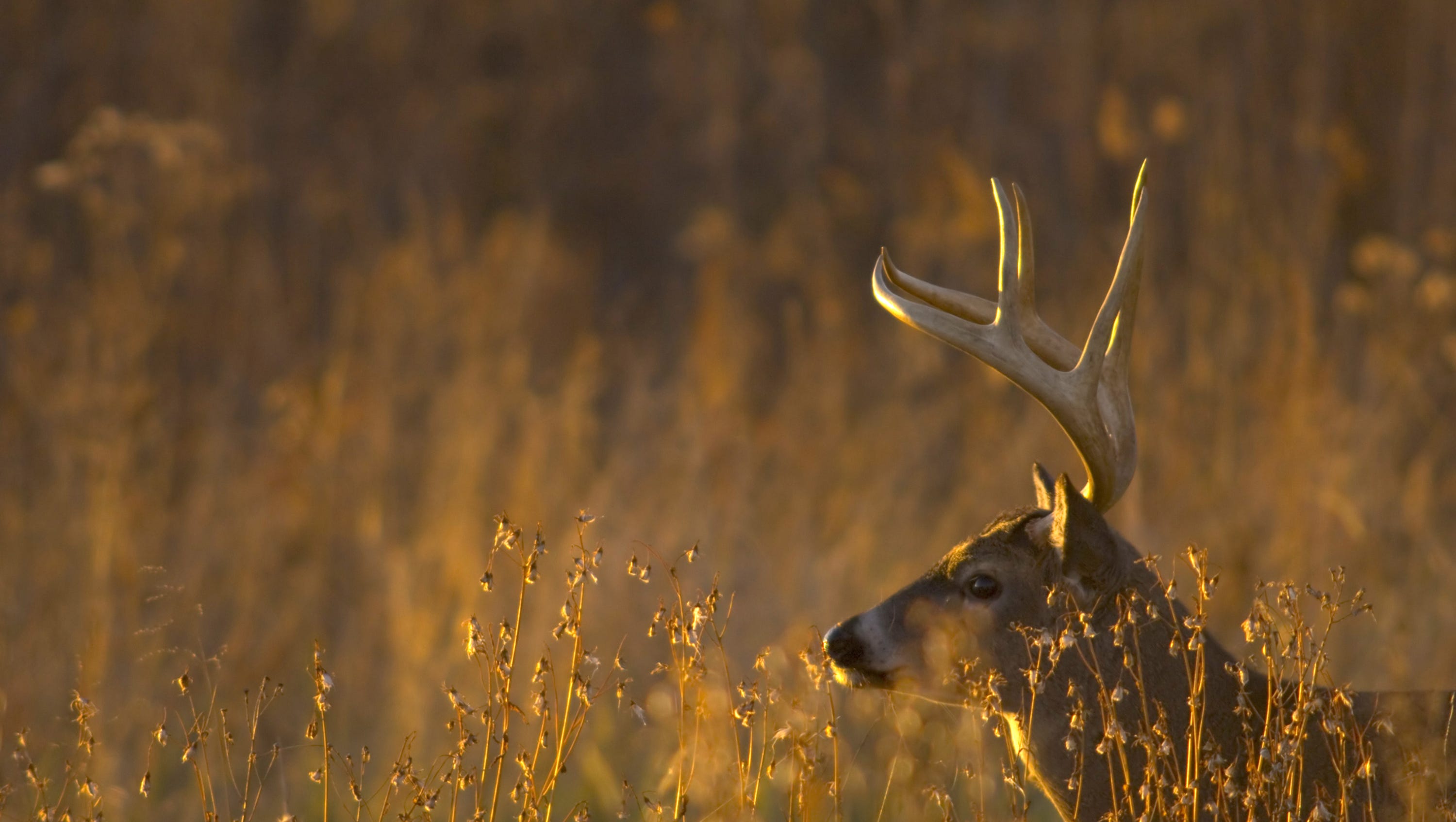 Deer Movement Chart East Texas