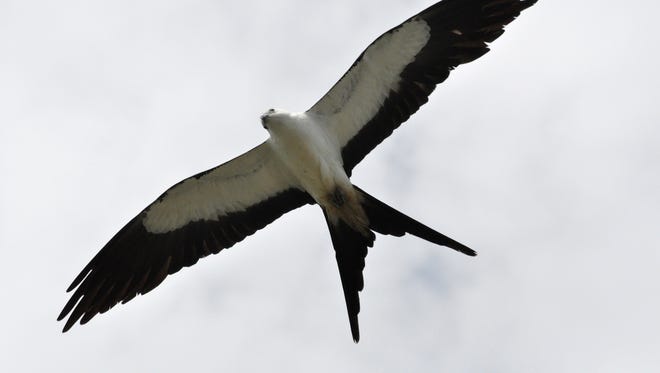 File: The swallow-tailed kite migrates thousands of miles between southern Brazil and Southwest Florida.