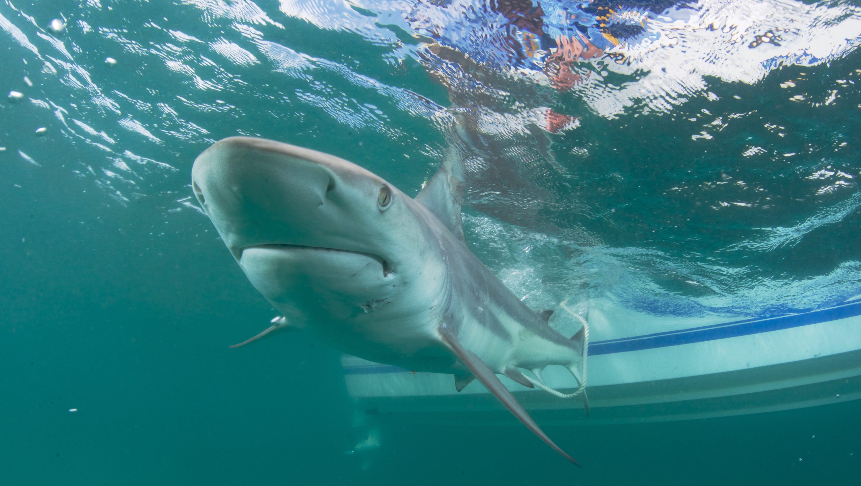 Blacktip shark migration plummets amazing video