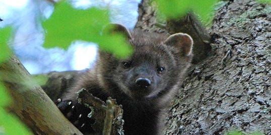 Species Spotlight Meet the fisher, a hunter of porcupines