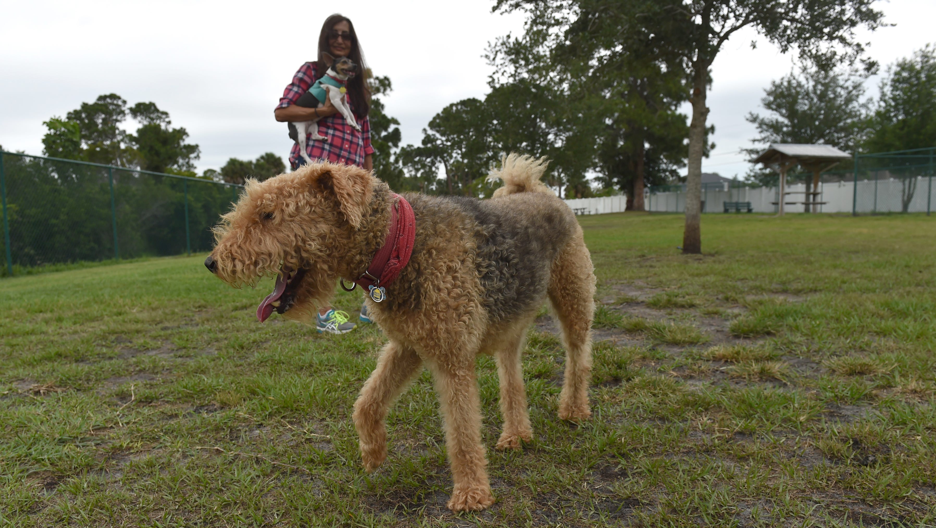 Sebastian Dog Park Users Want Improvements Now