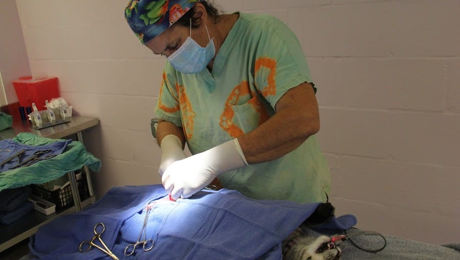 Cat Ladies Of A Different Kind Use Grants To Help Reduce Fort