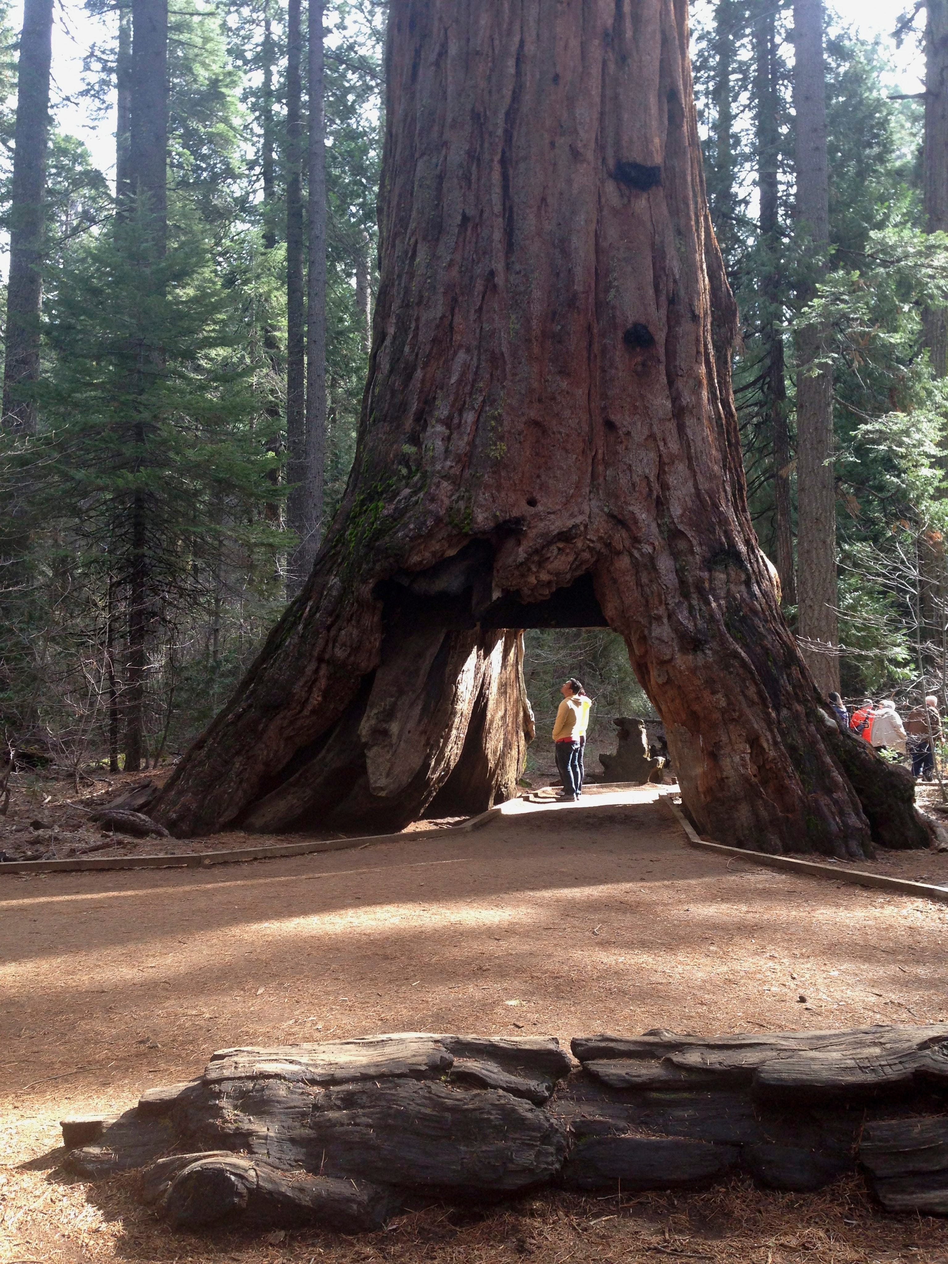 Iconic California Sequoia Tunnel Tree Destroyed In Storm