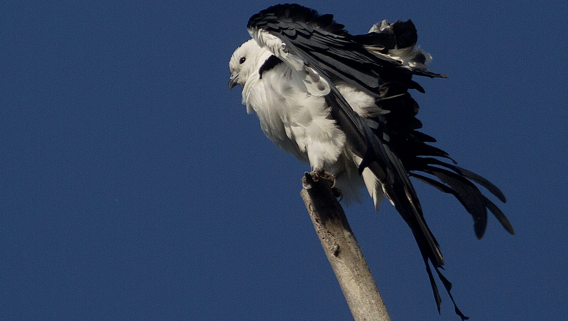 Swallow Tailed Kites Making Their Annual Migration To Florida To Breed