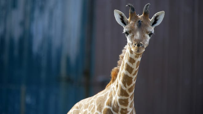 Xena, a baby giraffe born on January 1, is curious about the sound of the camera at Six Flags Great Adventure and Safari in Jackson, NJ Monday February 27, 2017.