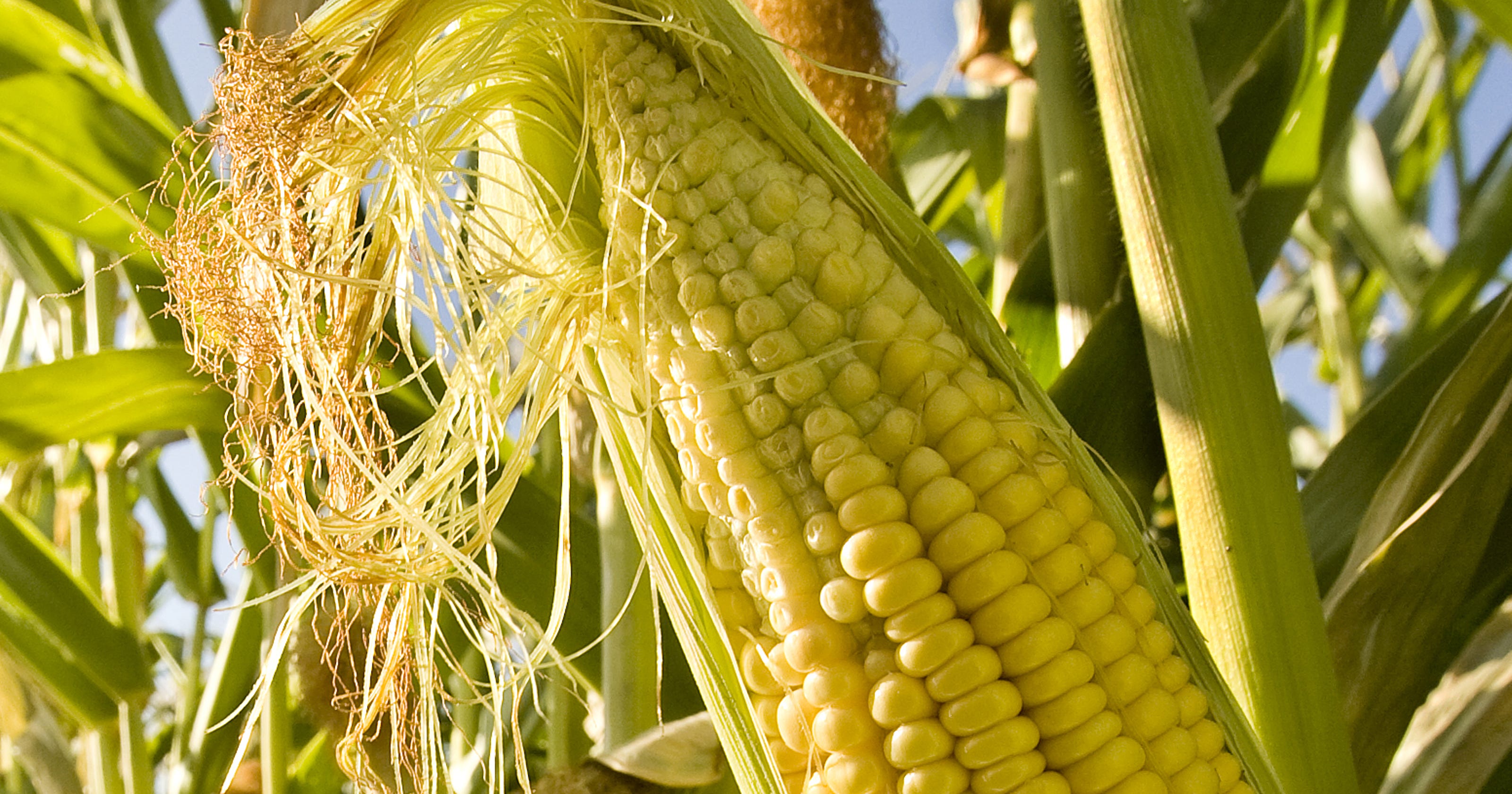 Ask Clay What's the story behind 'Jimmy Cracks Corn'?