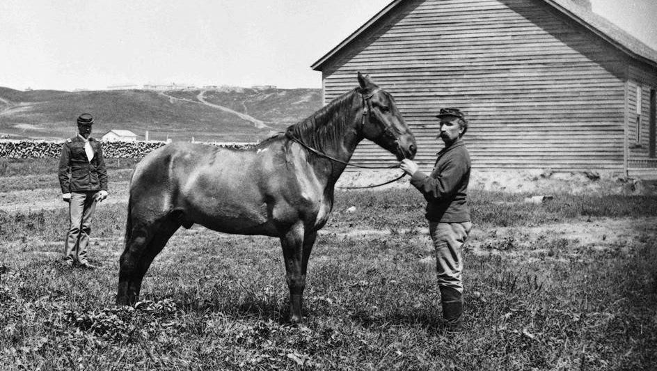 comanche horse