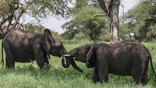African elephants interact in Tarangire National Park on the outskirts of Arusha in northern Tanzania. The sharp decline of the elephant population in Tanzania, most likely due to poaching, is catastrophic, a wildlife conservation group said Tuesday, June 2, 2015. The Tanzanian government on Monday estimated that 65,721 elephants have died in the country in the last five years. The report showed the number of Tanzanian elephants plummeting from an estimated 109,051 in 2009 to 43,330 in 2014.