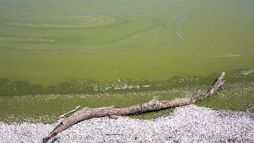 Algae washes ashore from  Lake Erie at Maumee Bay State Park in Oregon, Ohio, in 2014.