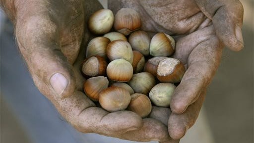 Local processors say they are looking at between 46,000 to 48,000 tons of hazelnuts, which is higher than last year's 32,000 tons but still not on par with increases in handling capacity.