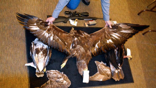 FILE - This Feb. 1, 2016, file photo provided by the Nevada Department of Wildlife shows a Nevada game warden displaying the carcasses and wings of two golden eagles and a hawk seized from an Arizona man accused of killing an eagle and illegally possessing raptor parts at the department's office in Elko. A two-year undercover operation in South Dakota has led to indictments against 15 people for illegally trafficking eagles and other migratory birds. The case in federal court in South Dakota offers a rare window into the black market for eagle feathers, parts and handicrafts.