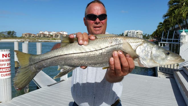 Biggest tourney snook: 29.5-incher caught and released by Dave Naidenovich.