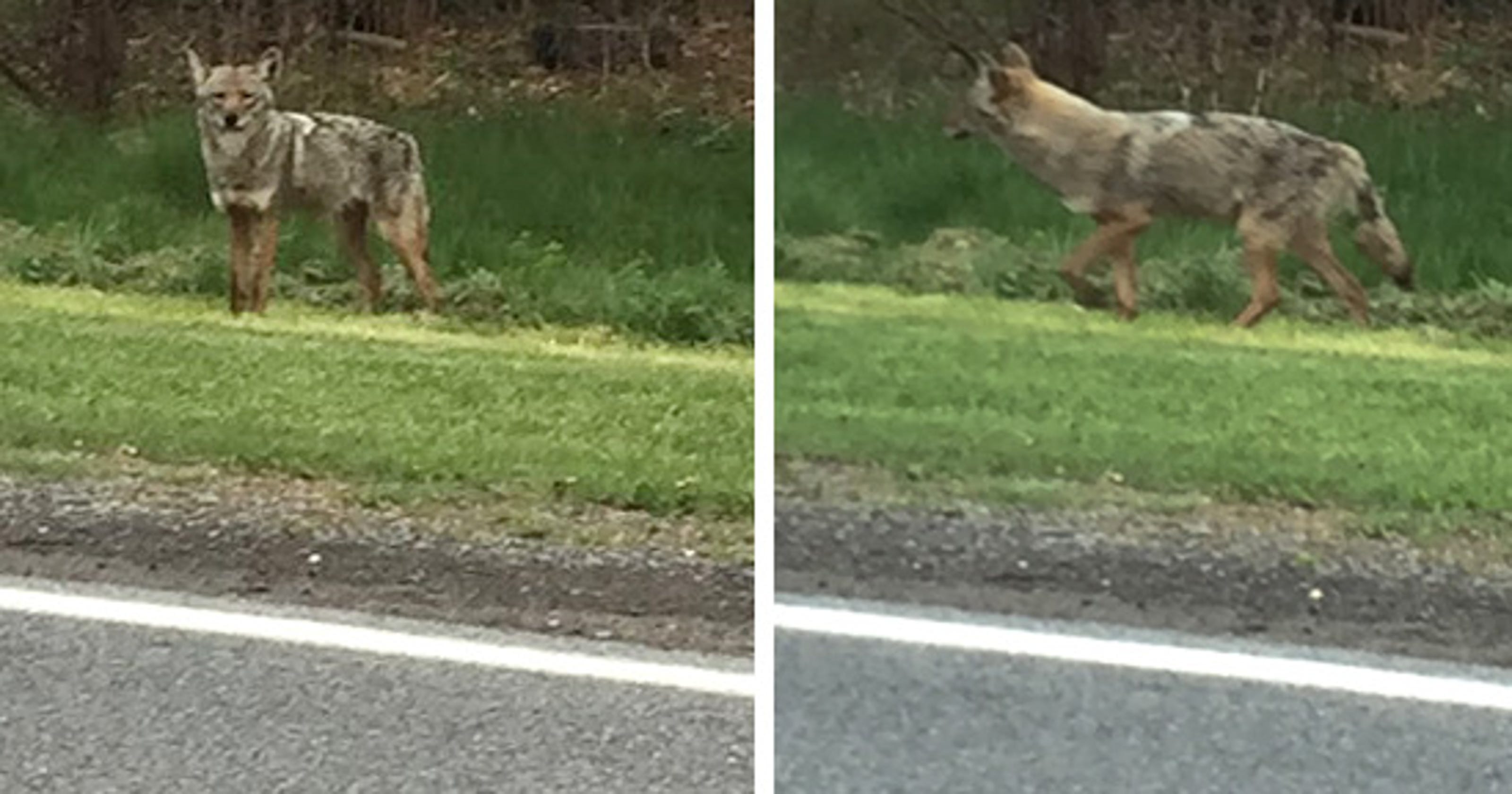 New York coyote population estimated at 38,000