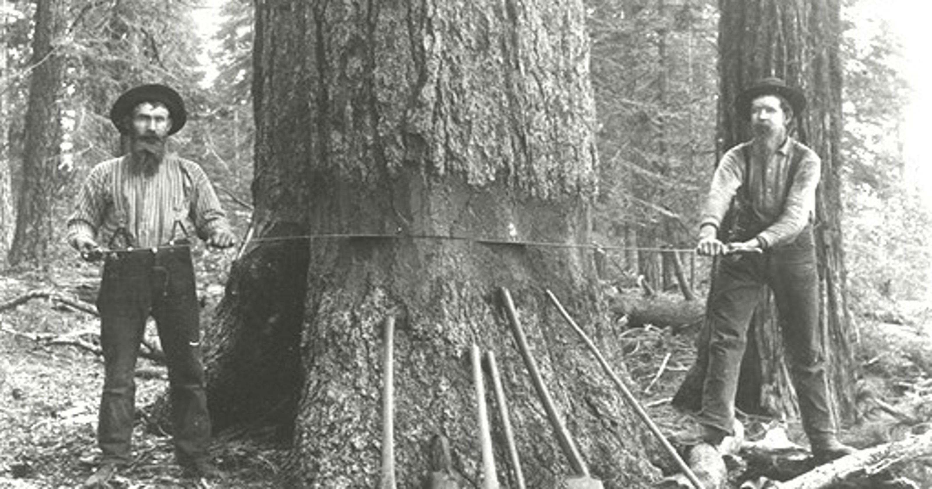 Gold Lore: Birth of the Shasta County lumber industry