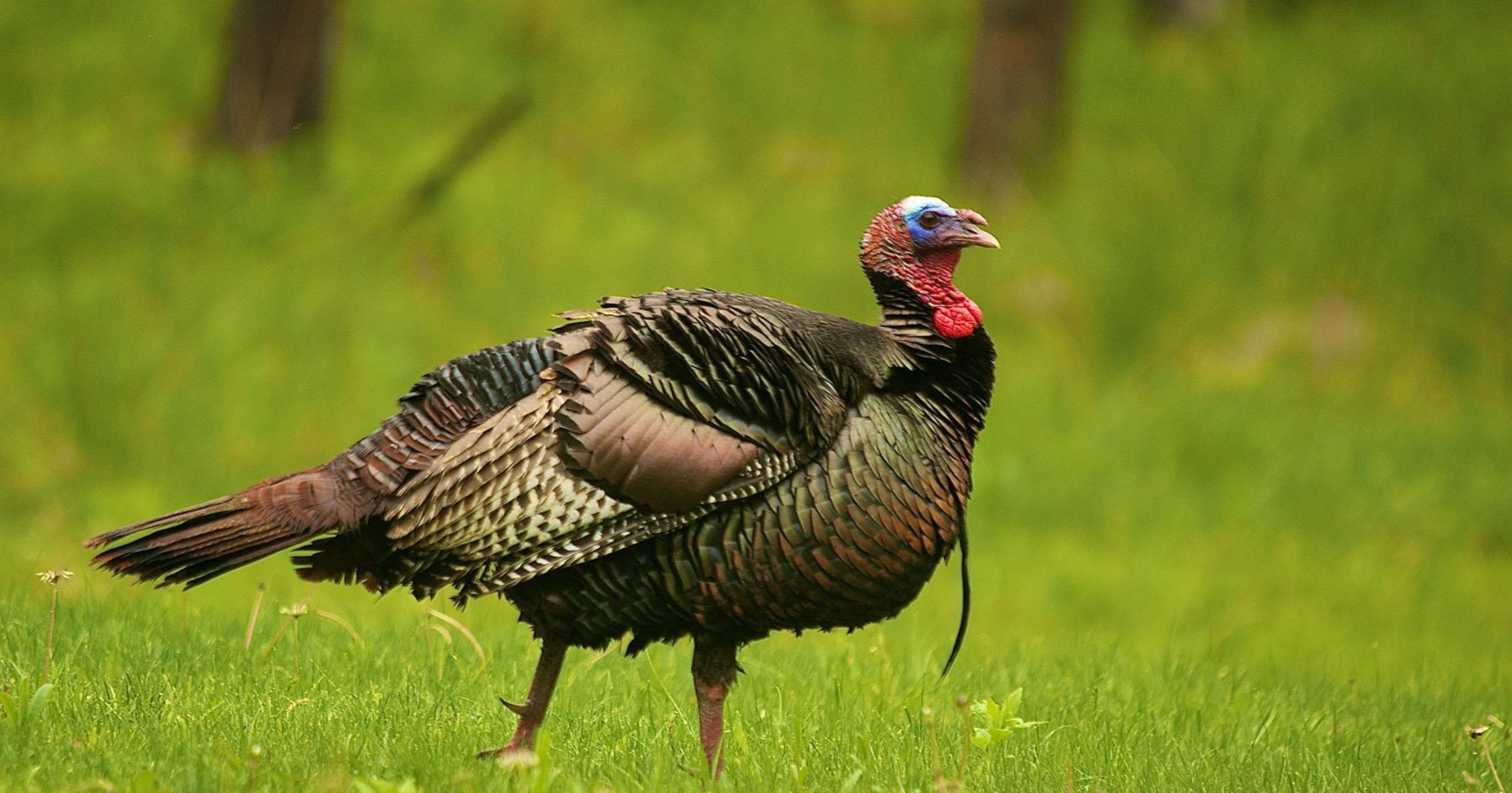 Species Spotlight: Wild turkey Species Spotlight: Wild turkey
