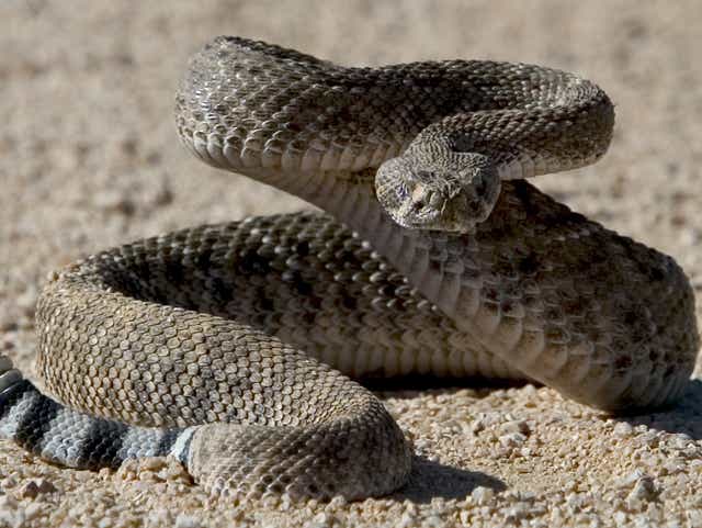8 Things You Should Never Do Around A Rattlesnake