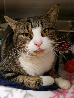 Fisher was brought into the shelter already neutered, even though he was a stray. Look at that tongue sticking out! This 3-year-old brown tabby boy has pretty eyes and may need some time to adjust to new situations. Fisher really is a sweetheart, though, and would make a wonderful companion.