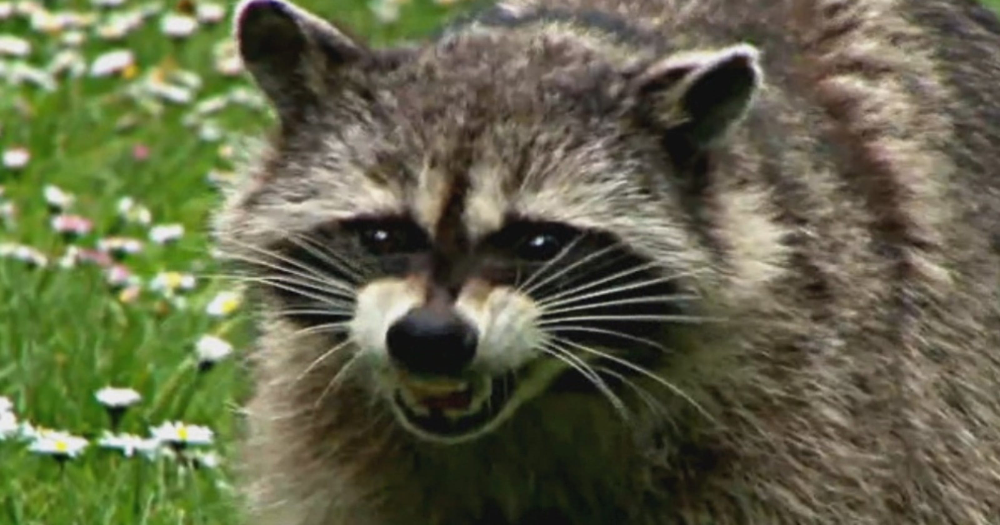 Raccoons inoculated with airdrops of vaccine laced bait