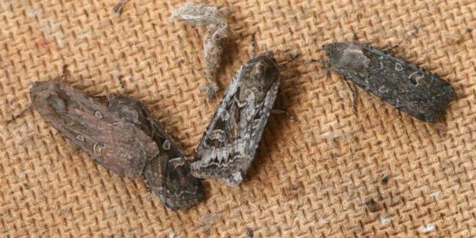 New Mexico Seeing Moth Infestation Due To Lack Of Rain