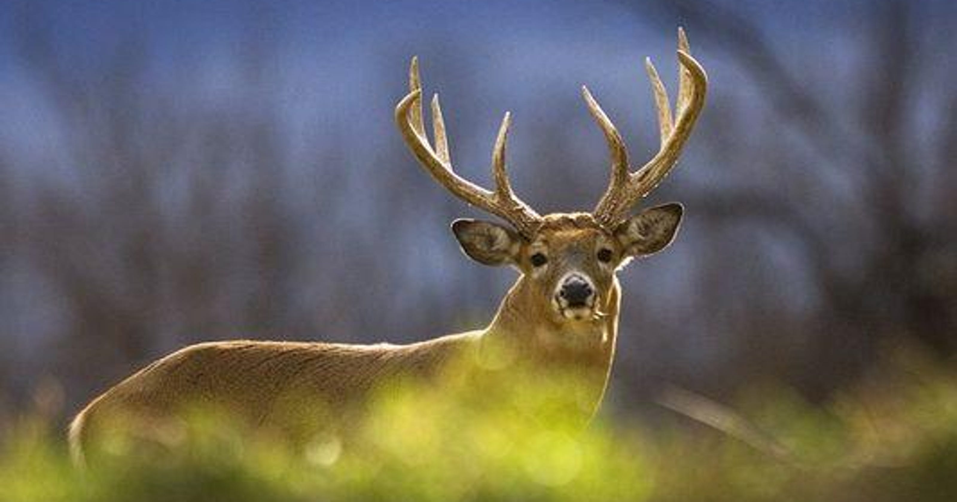 Chronic wasting disease study will track deer movement