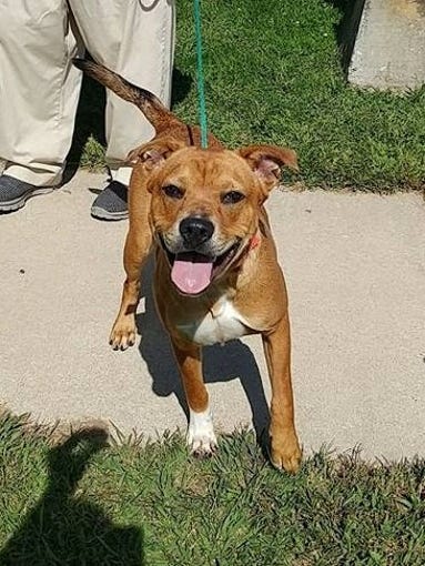 Stacey, a two-year-old female lab mix from South Carolina
