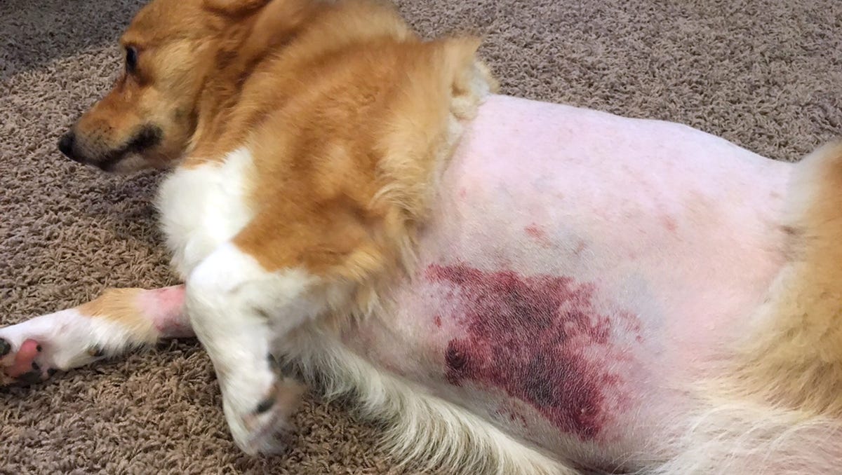 Groomer Kicks Dog Breaks Its Ribs Police Say
