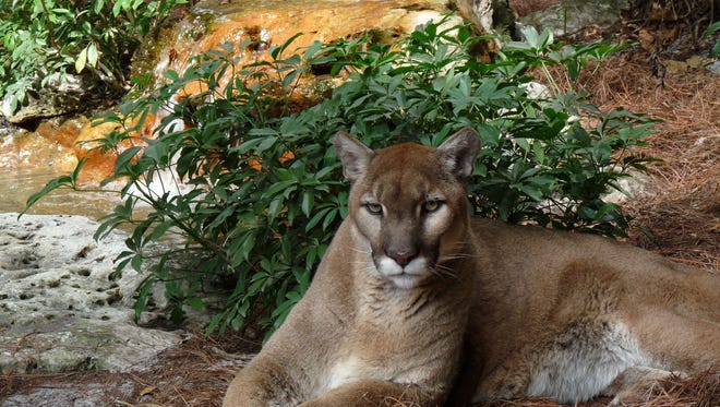 The Florida Panther Festival includes presentations about  panthers and other wildlife, Meet the Keeper talks, and hands-on fun and games for kids.