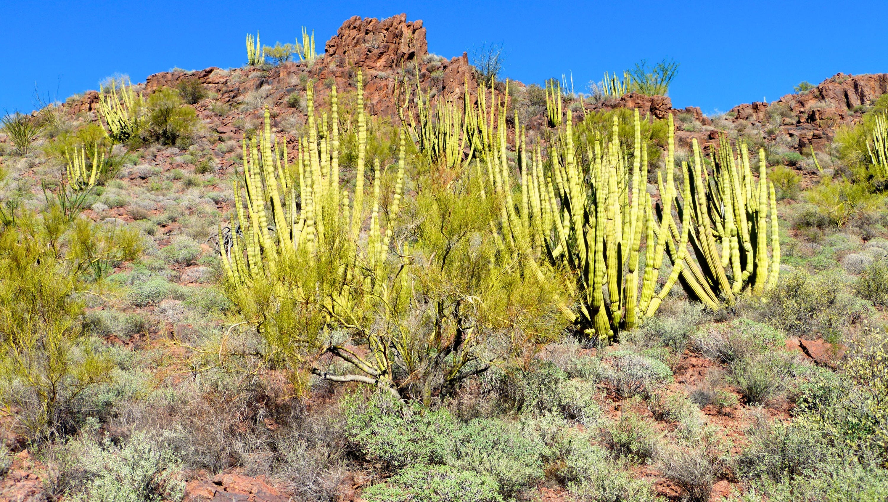All told, 28 species of cactus can be found in Organ Pipe Cactus National Monument, including the namesake organ pipe.  