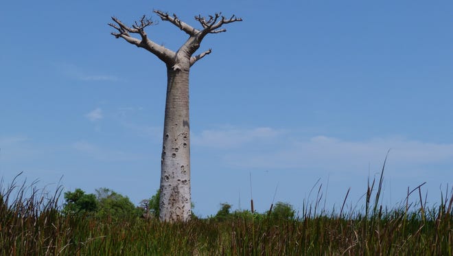 A dead baobab tree is surrounded by reeds and stagnant water in a nature reserve in Madagascar. The island is facing severe consequences from climate change caused by greenhouse gases emitted from other parts of the world.