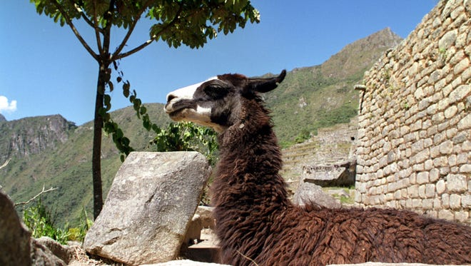 Scientists Hitch Hope For Aids Vaccine On Llamas