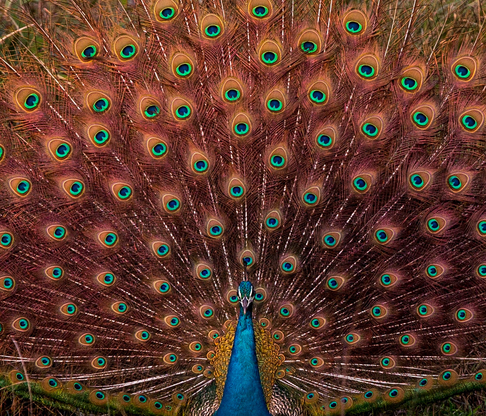 A peacock spreads its feathers at Chitwan National Park, in Chitwan district, Nepal, Dec. 25, 2017.