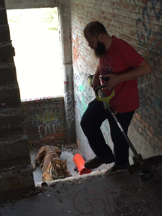 An Actual Tiger Gets Loose In Packard Plant In Detroit