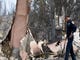 Cal Fire PIO Craig Doppmann checks the rubble of a