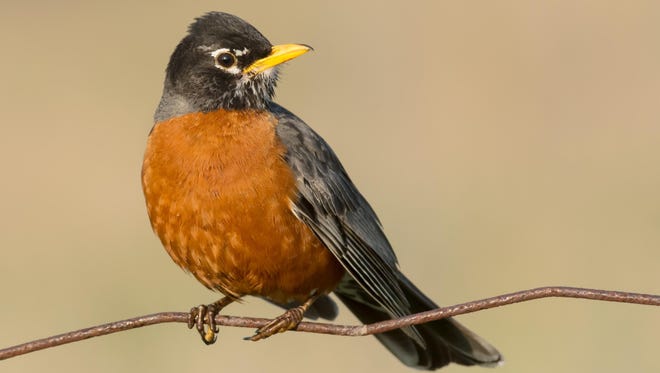 The robin is one of many Wisconsin birds that will be migrating this fall.