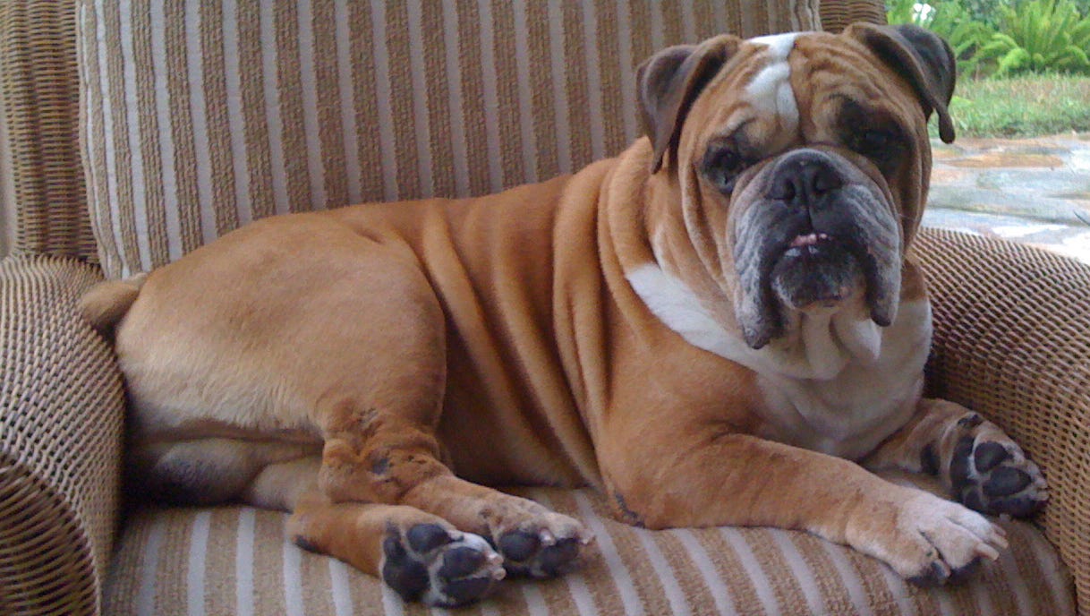 Winston The Beloved English Bulldog