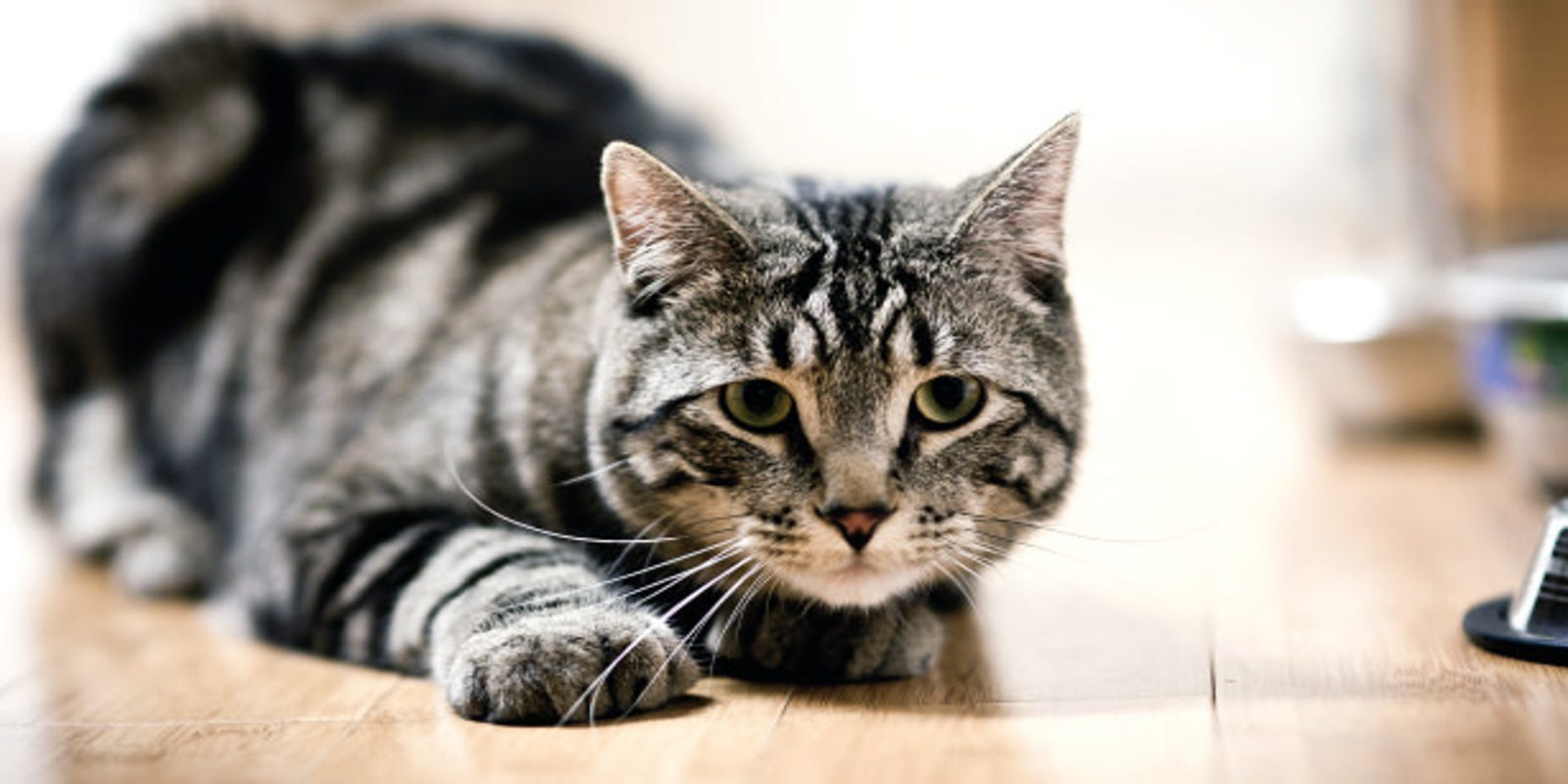 Cat Food Recall For 9lives Everpet And Special Kitty