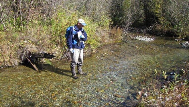 A Fisheries Biologist examines a bull trout redd in a channel of Ole Creek in the Glacier National Park backcountry.