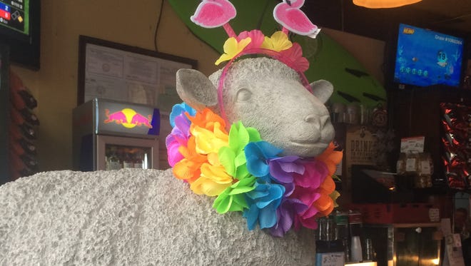 A sheep is decorated for the Cheviot Bicentennial sheep decorating contest.