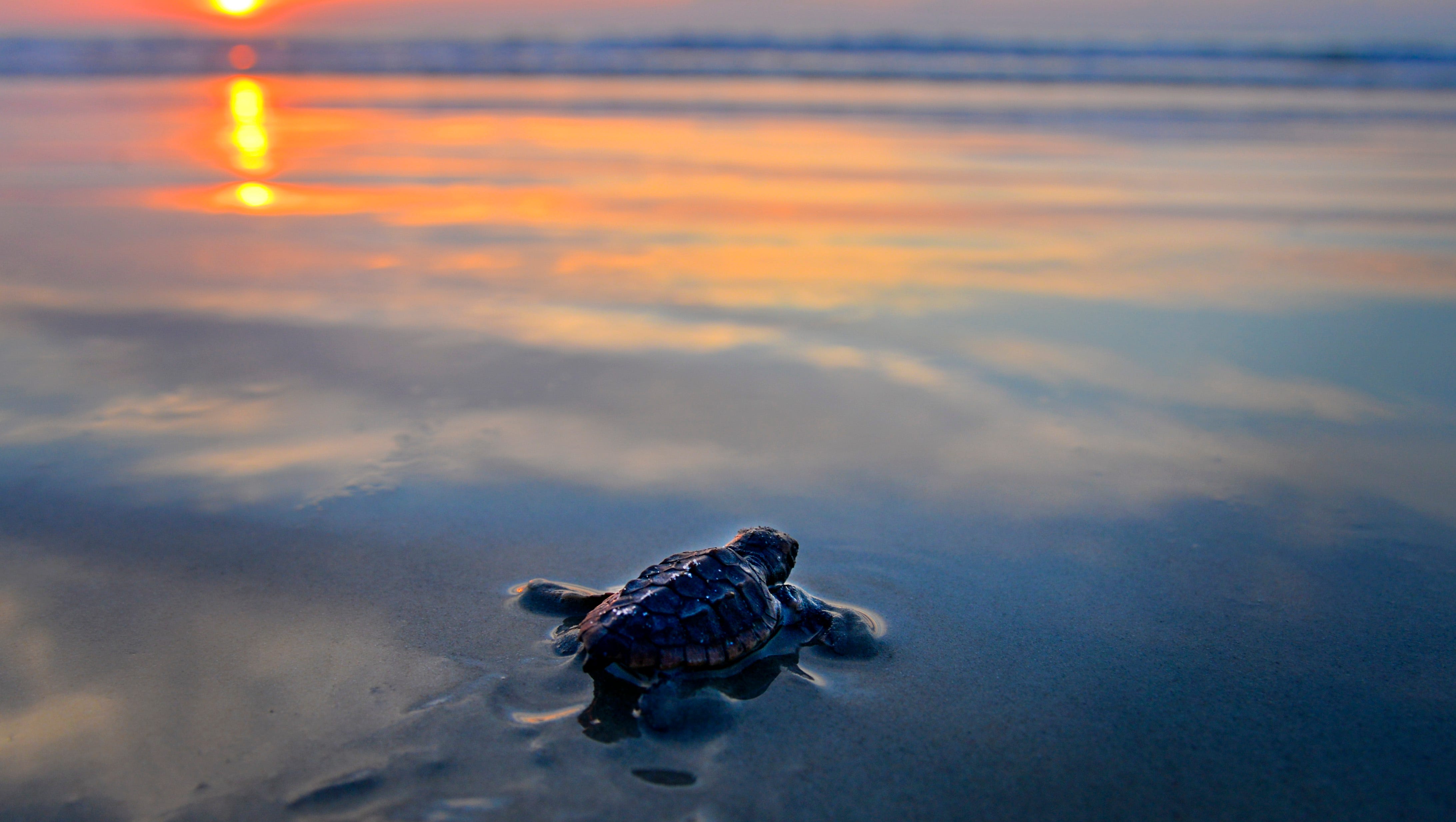 Watch Baby Sea Turtles Hatch And Crawl To Gulf Of Mexico