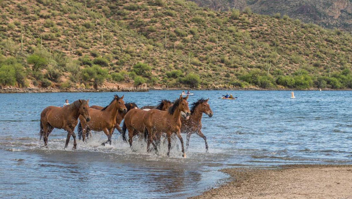 Gov Ducey Signs Dozens Of Arizona Bills Including Protections For Salt River Wild Horses