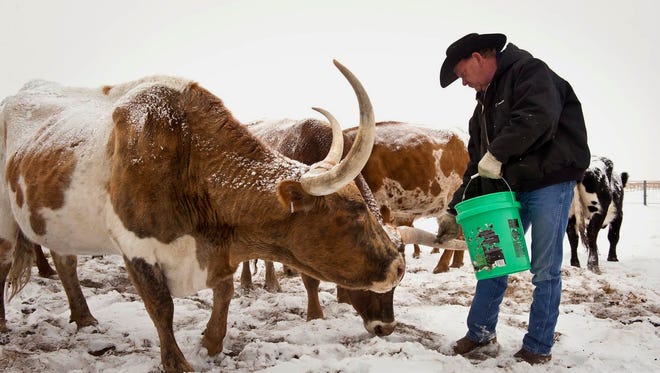 Rancher Gary Lake feeds a dietary supplement to some of his herd of Texas Longhorn cattle in eastern El Paso County, CO. The herd is part of a beta testing program of a "fitbit" like chip tagged to the cattle's ear and transmits bio-data through a smartphone app.