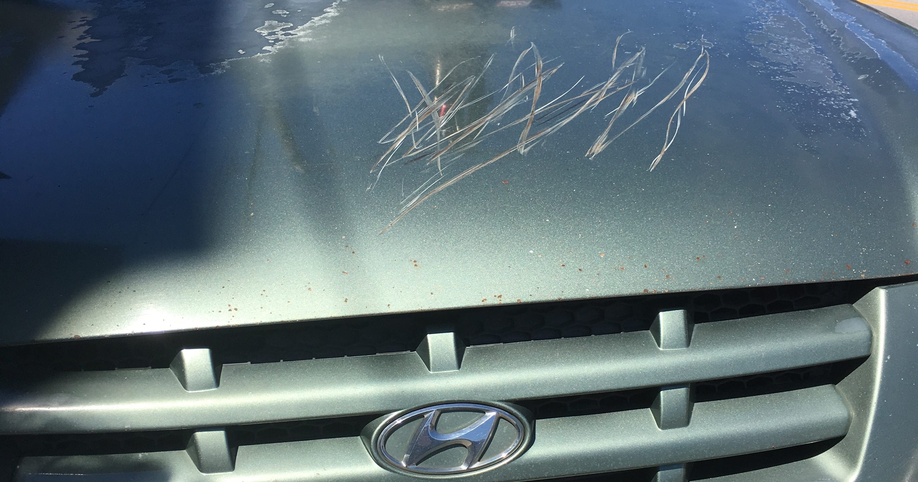 Answer Man Bear claws car? Bear study in real time?